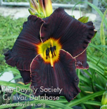 Daylily Spacecoast the Black Hole